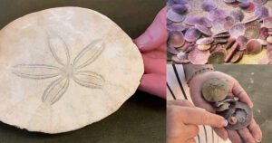 sand dollar tattoos